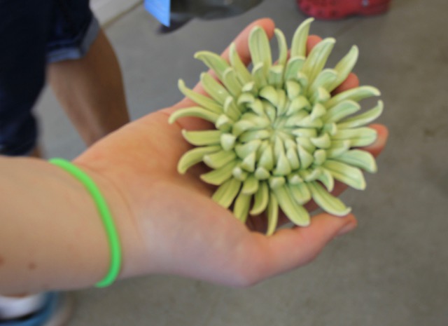 Delicate ceramic chrysanthemum flower